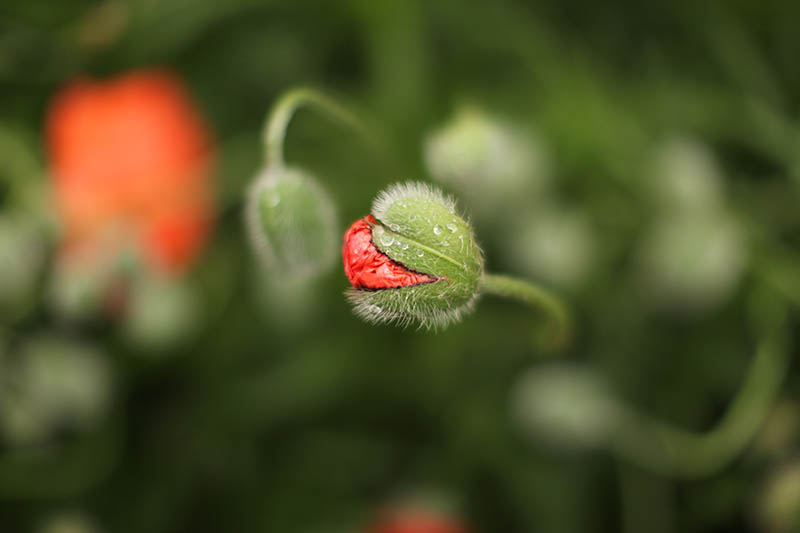 可商用绿色春天季节摄影图集，高清初春、踏春、萌芽开花风景配图无版权图片库素材