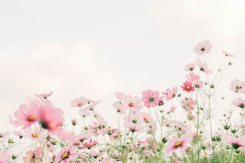 可商用绿色春天季节摄影图集，高清初春、踏春、萌芽开花风景配图无版权图片库素材