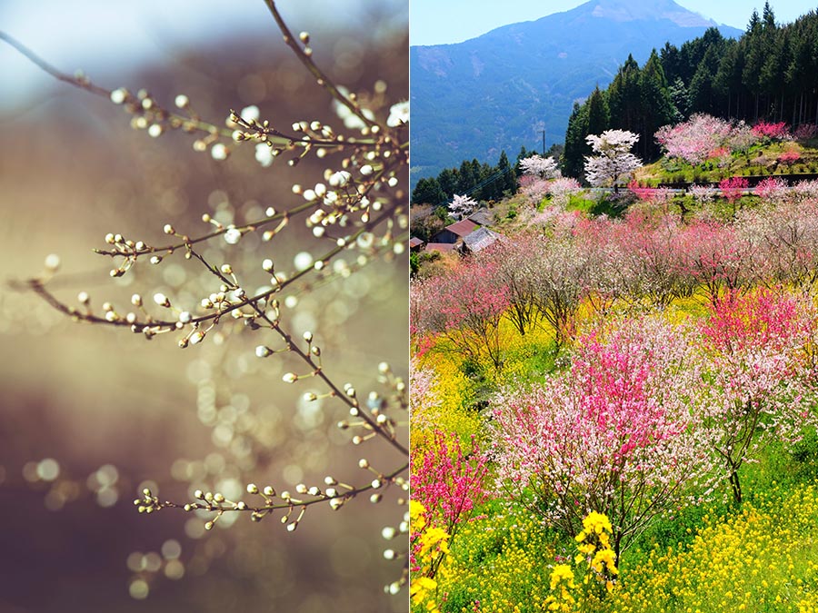 可商用绿色春天季节摄影图集，高清初春、踏春、萌芽开花风景配图无版权图片库素材