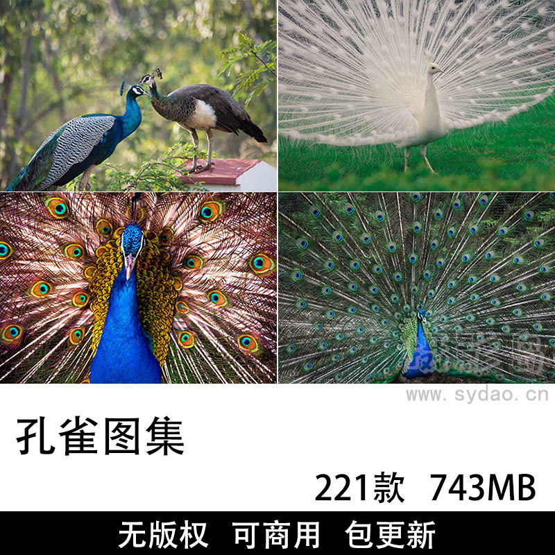 221张可商用孔雀图片大全图库，高清大图野生动物鸟类孔雀开屏羽毛摄影背景无版权图片素材图集