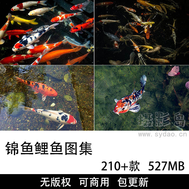 210+张可商用锦鲤图片大全合集，高清实拍好运锦鱼鲤鱼金鱼类国外无版权图片素材开源图库