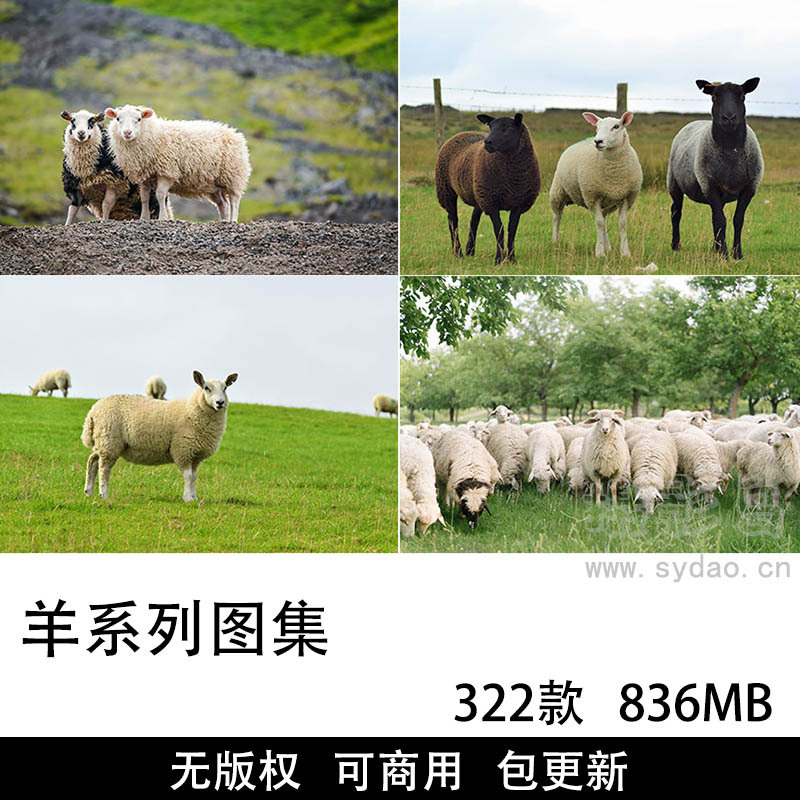 322张可商用羊图片大全摄影图集，实拍高清大图羊羔、山羊、绵羊无版权图片素材图库