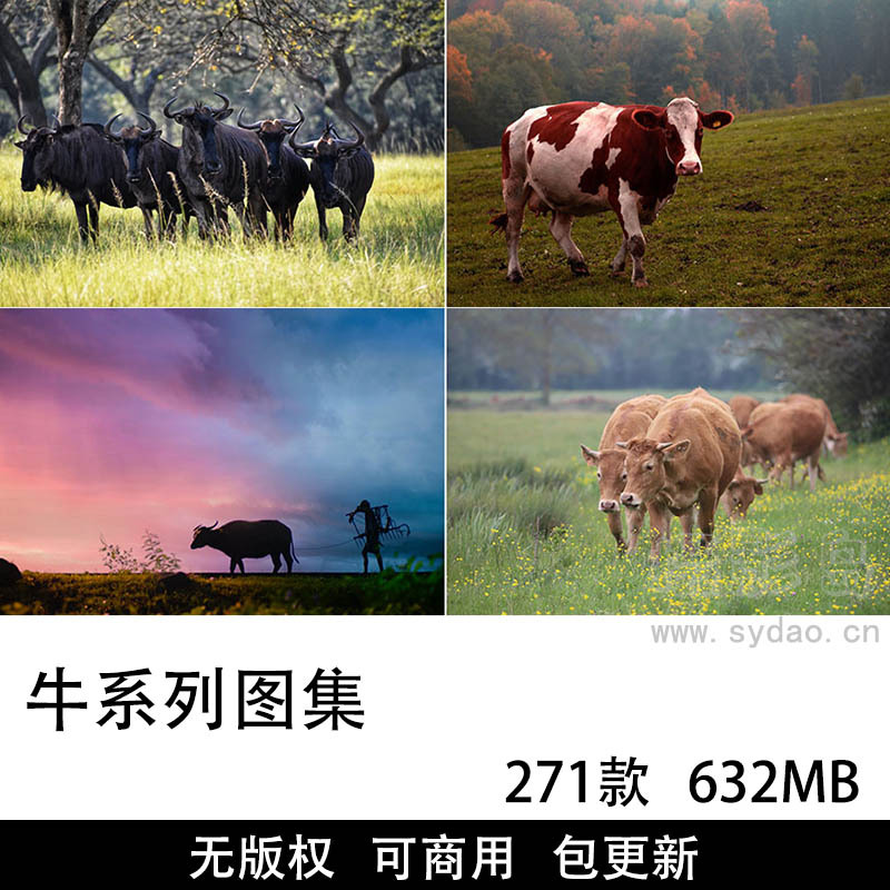 271张可商用牛照片大全摄影图集，超高清实拍动物奶牛黄牛水牛背景无版权图片素材牛绘画参考
