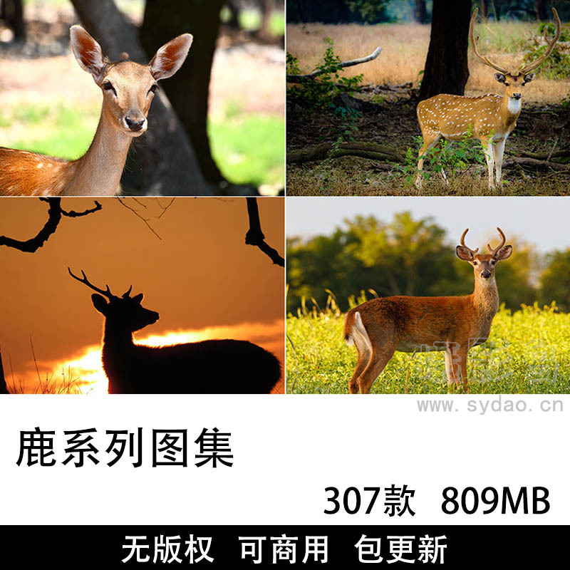 307张可商用鹿图片大全合集，高清大图野生动物麋鹿、梅花鹿自媒体设计配图无版权图片素材