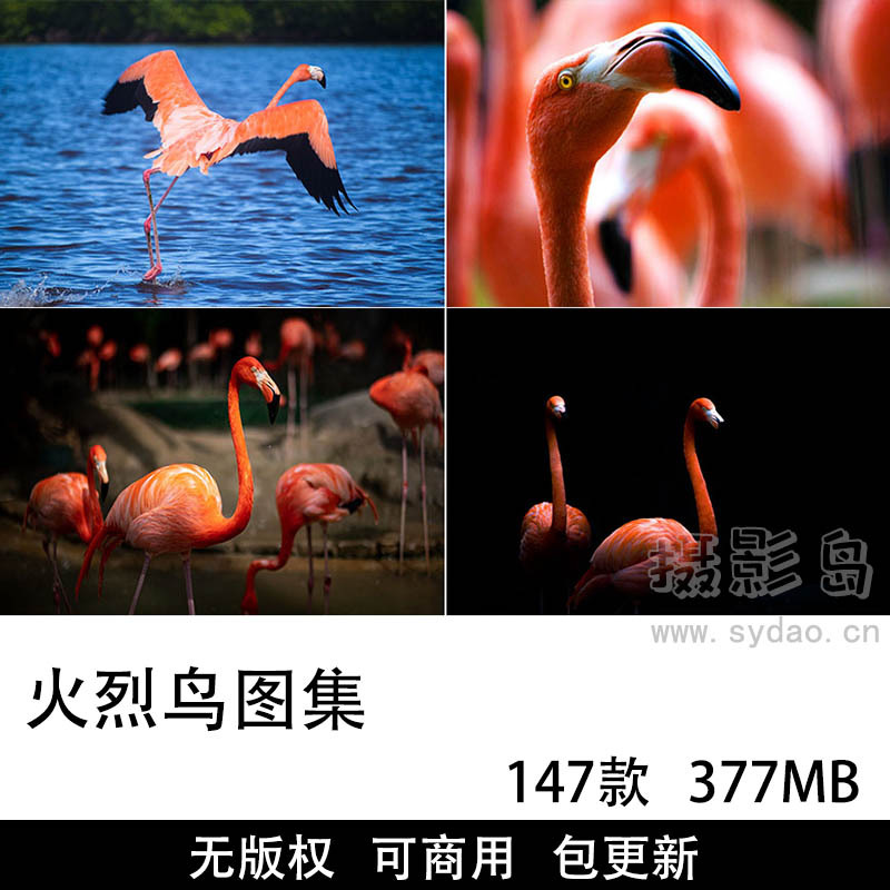 147张可商用火烈鸟图片大全摄影合集，唯美高清火烈鸟红鹤鸟类iNS北欧自媒体设计配图无版权图片素材