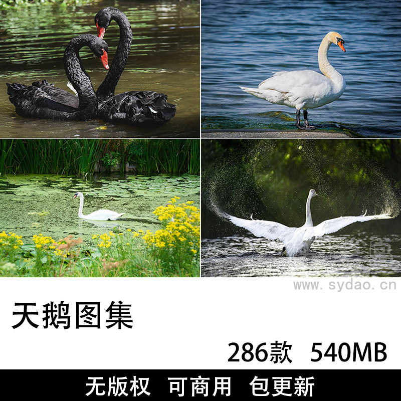 286张可商用天鹅图片大全图集，超高清鸟类动物黑白天鹅飞禽设计背景无版权图片素材图库
