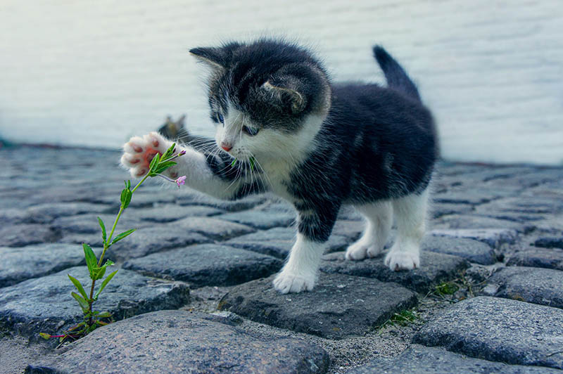 可商用宠物猫狗图片大全摄影图库，实拍高清可爱家庭萌宠猫咪壁纸配图设计配图无版权图片素材合集