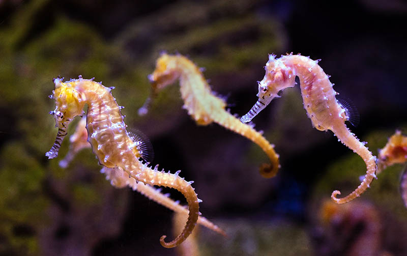 可商用海洋生物图片大全摄影图库，实拍水母鲸鱼鲨鱼海洋动物生物海底世界鱼类珊瑚无版权图片素材