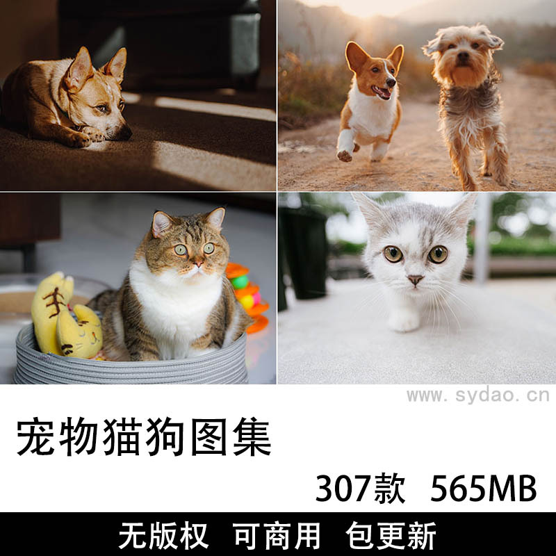 307张可商用宠物猫狗图片大全摄影图库，实拍高清可爱家庭萌宠猫咪壁纸配图设计配图无版权图片素材合集