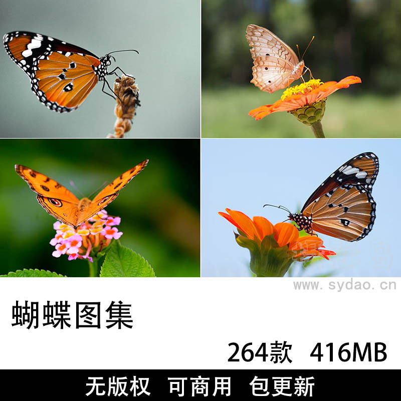 264张可商用蝴蝶图片大全图库，实拍高清唯美漂亮各种花色蝴蝶昆虫飞蛾壁纸设计背景CCO无版权图片素材