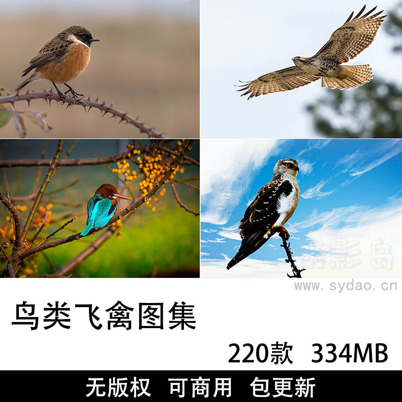 220张可商用鸟类图片大全摄影图库，实拍高清各种飞禽麻雀鹦鹉鹰小鸟临摹参考无版权图片素材合集