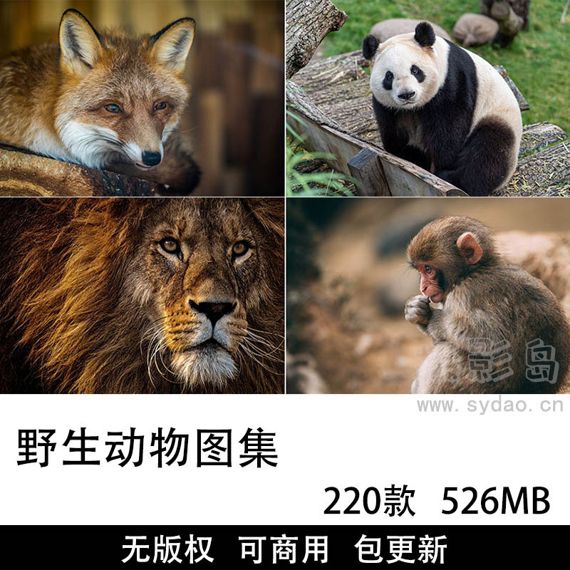 220张可商用野生动物图片大全摄影图集，高清实拍动物草原老虎大象狮子无版权图片素材图集
