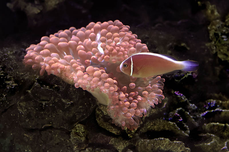 可商用海洋生物图片大全摄影图库，实拍水母鲸鱼鲨鱼海洋动物生物海底世界鱼类珊瑚无版权图片素材