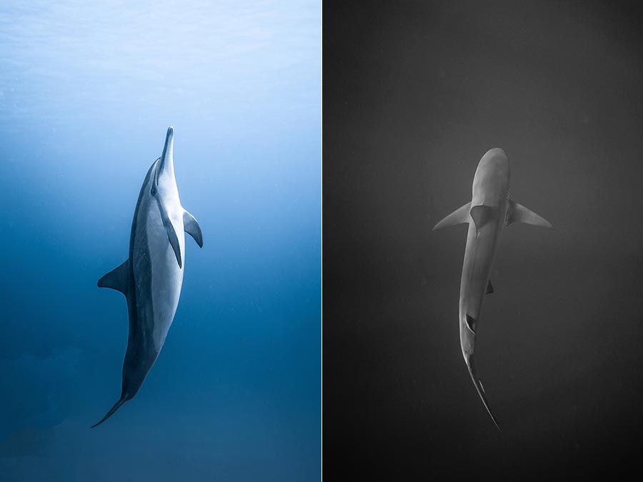 可商用海洋生物图片大全摄影图库，实拍水母鲸鱼鲨鱼海洋动物生物海底世界鱼类珊瑚无版权图片素材