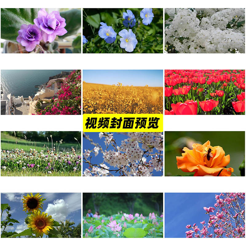 可商用花朵花海视频大全合集下载，高清植物绽放鲜花花束花开无版权短视频素材mp4格式
