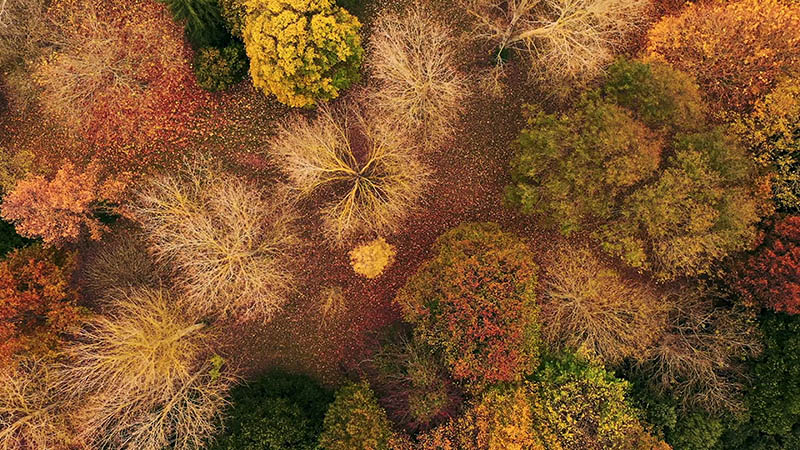 可商用秋季视频大全合集素材，高清实拍秋天景色风景落叶金秋抖音剪辑无版权视频