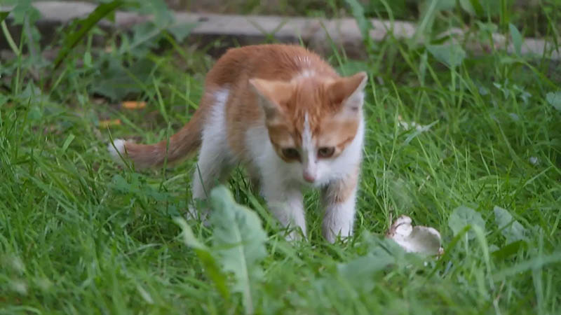 可商用猫狗视频合集素材下载，高清画质横竖屏家庭萌宠宠物剪辑原片无版权视频素材