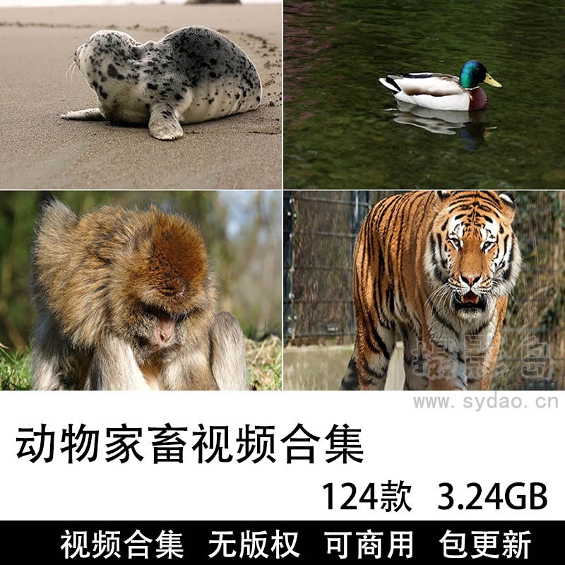 124款可商用动物视频大全素材下载，高清画质野生动物飞禽家畜昆虫鱼鸟自媒体设计师无版权短视频素材