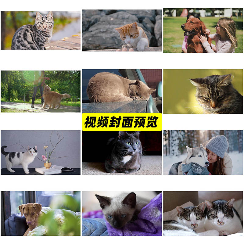 可商用猫狗视频合集素材下载，高清画质横竖屏家庭萌宠宠物剪辑原片无版权视频素材