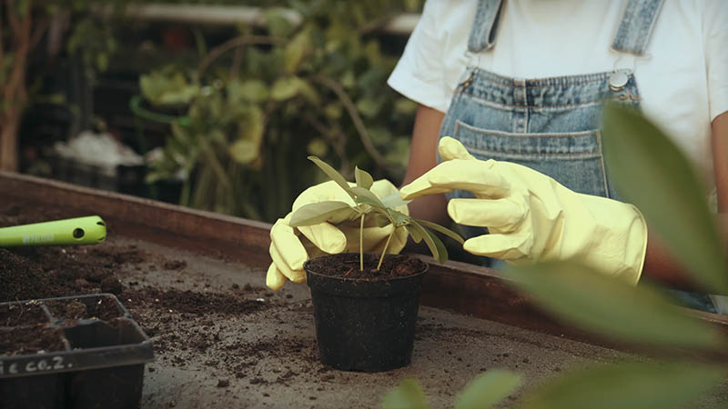 可商用园艺种植栽培视频大全合集下载，盆栽花园打理抖音剪辑无水印无版权视频素材