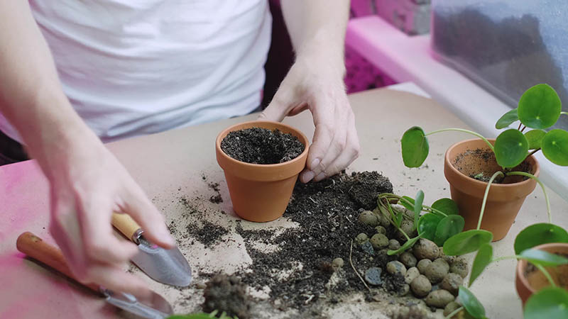 可商用园艺种植栽培视频大全合集下载，盆栽花园打理抖音剪辑无水印无版权视频素材