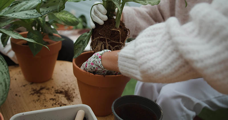 可商用园艺种植栽培视频大全合集下载，盆栽花园打理抖音剪辑无水印无版权视频素材