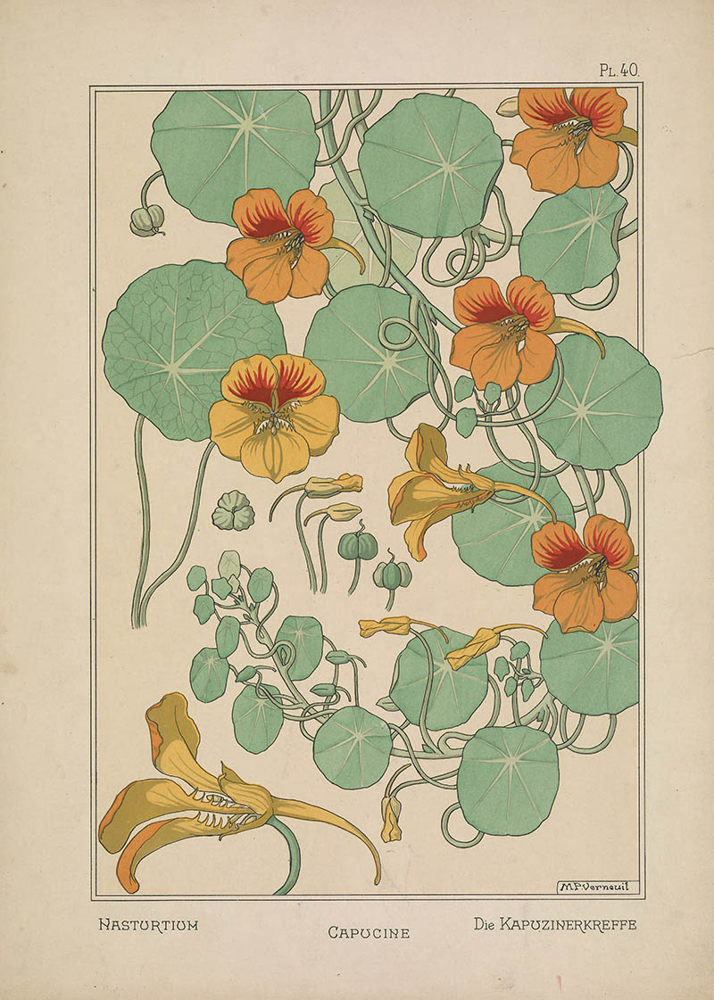 法国瑞士画家尤金·格拉谢特(Eugene Grasset)植物花卉装饰图案插画图片素材