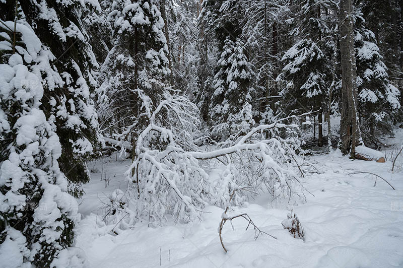 无版权冬季森林雪景图片大全合集，高清冬天森林雪地可商用图片素材图库