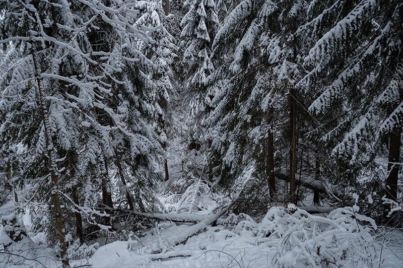 无版权冬季森林雪景图片大全合集，高清冬天森林雪地可商用图片素材图库