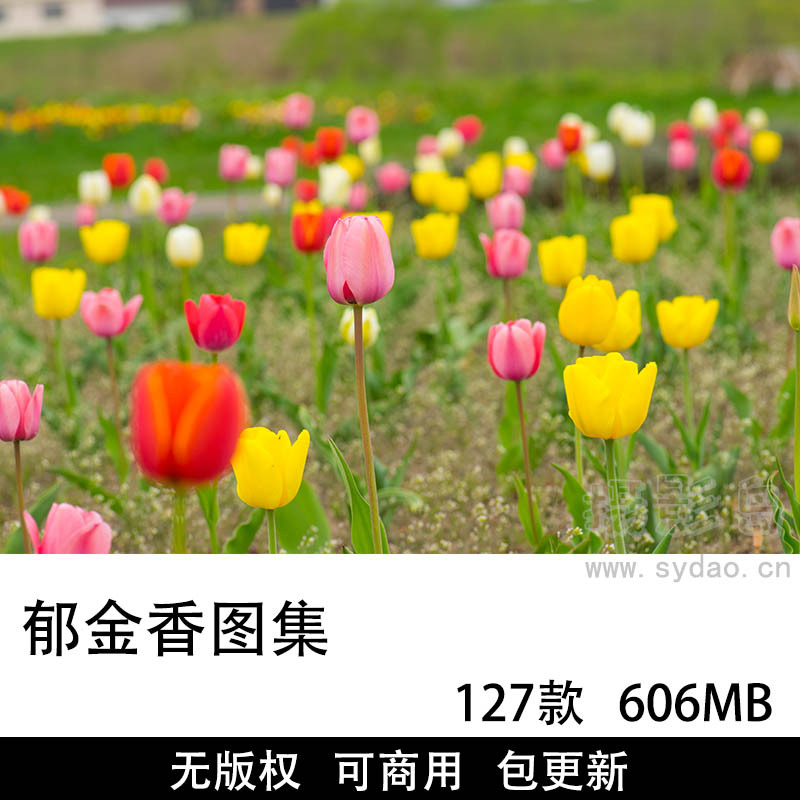 127张无版权郁金香图片大全合集，郁金香花园花朵可商用图片素材图库