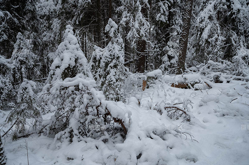 无版权冬季森林雪景图片大全合集，高清冬天森林雪地可商用图片素材图库