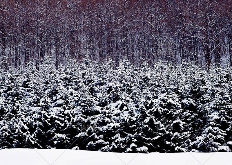 无版权北海道雪景图片大全合集，日本冬季北海道风光可商用图片素材图库