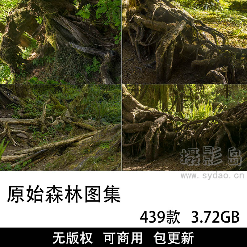 439张无版权原林森林图片大全合集，高清大树树根可商用图片素材图库