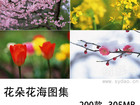 200张无版权花朵花海图片大全合集，可商用花园鲜花图片素材图库