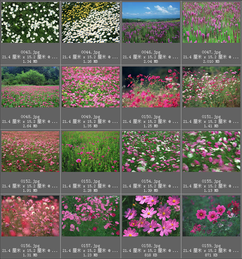 无版权花朵花海图片大全合集，可商用花园鲜花图片素材图库