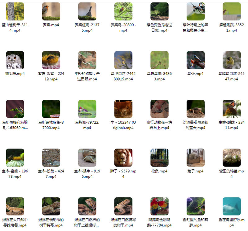 无版权可商用动物鱼、鸟、虫、野生动物视频大全抖音剪辑视频素材合集
