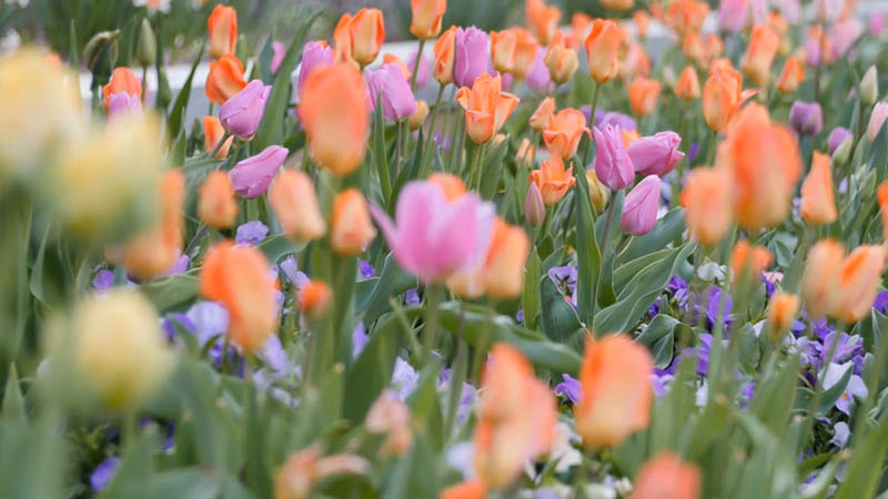 可商用无版权横版竖版花卉、花朵、花海视频大全剪辑视频素材合集