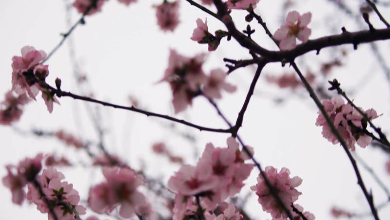 可商用无版权横版竖版花卉、花朵、花海视频大全剪辑视频素材合集