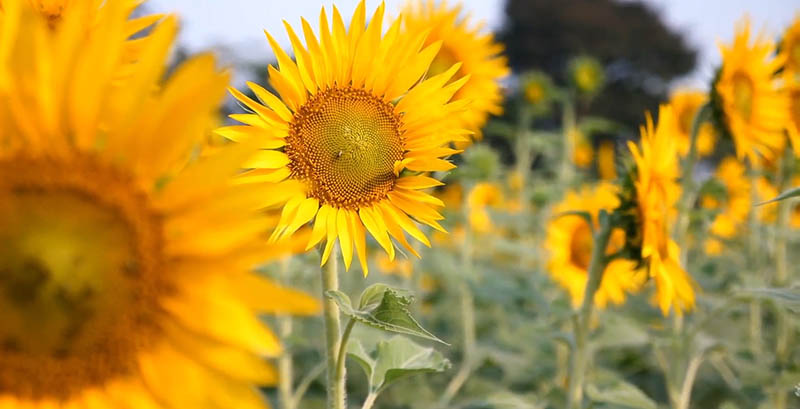 可商用无版权横版竖版花卉、花朵、花海视频大全剪辑视频素材合集