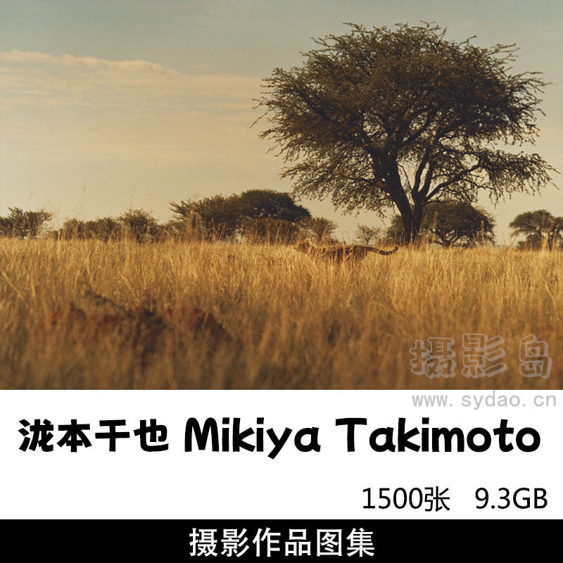 1500张胶片风格摄影作品图片图集欣赏，日本摄影师泷本干也Mikiya Takimoto作品