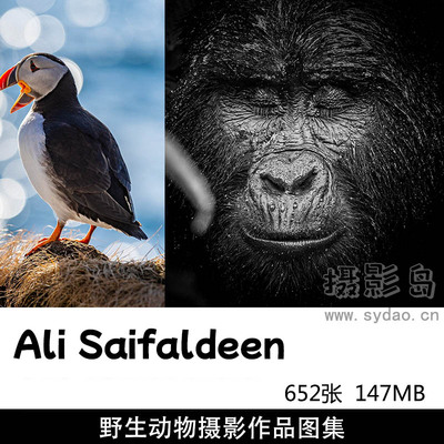 652张大猩猩北极熊野生动物摄影作品图集欣赏，卡塔尔摄影师Ali Saifaldeen作品集图片素材