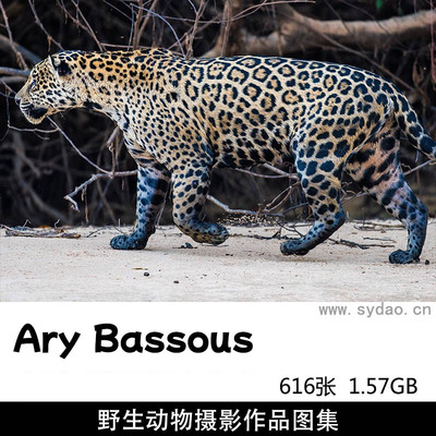 616张自然风光、野生动物摄影作品图集欣赏， 巴西摄影师Ary Bassous作品集图片素材