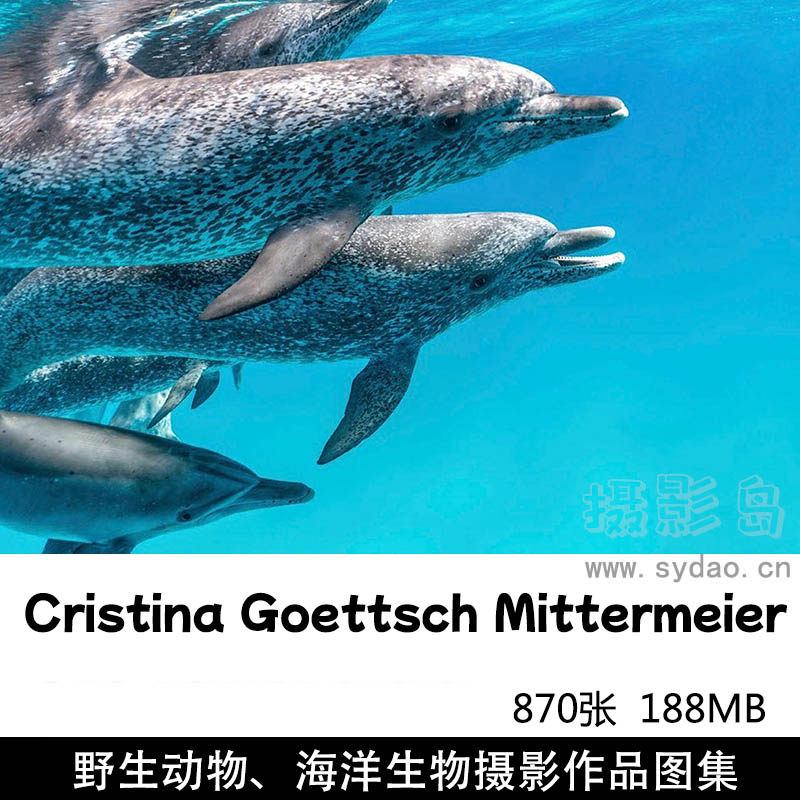 870张海洋生物野生动物摄影作品图集欣赏，摄影师Cristina Goettsch Mittermeier作品集图片素材