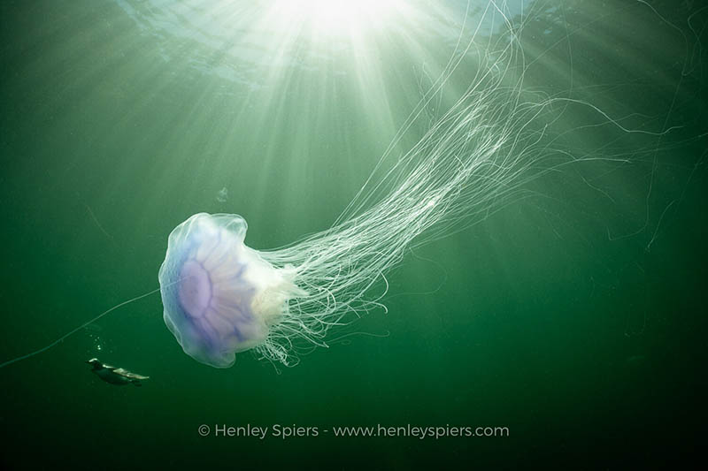 潜水水下人物生物鱼类动物摄影作品图集欣赏，摄影师Henley Spiers作品集