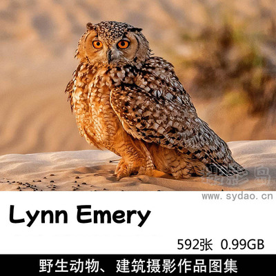 592张唯美高清野生动物鸟类猫头鹰、建筑风光摄影作品图集欣赏，英国摄影师Lynn Emery作品集图片素材