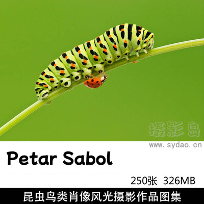250张哺乳动物蝴蝶昆虫鸟类蜻蜓微距摄影作品图集欣赏，摄影师佩塔尔・萨博Petar Sabol作品集图片素材