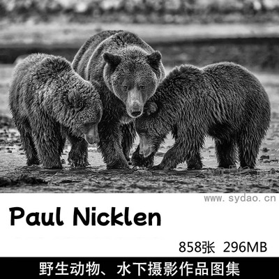 858张北极熊企鹅野生动物鱼类、水下摄影作品图集，加拿大摄影师保罗・尼克伦Paul Nicklen作品集图片素材