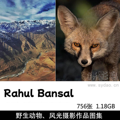 756张唯美野生动物、大自然风光摄影作品图集欣赏，摄影师Rahul Bansal作品集图片素材