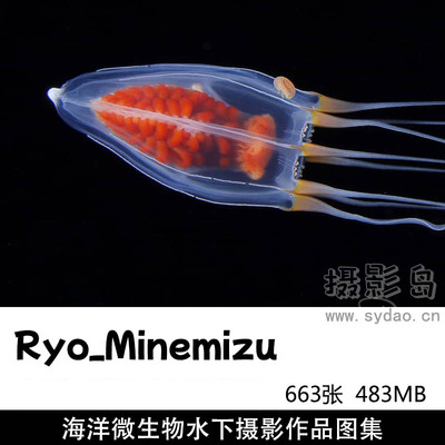 663张海底海洋微生物水下微距摄影作品图集欣赏，日本摄影师Ryo Minemizu（峯水亮）作品集图片素材