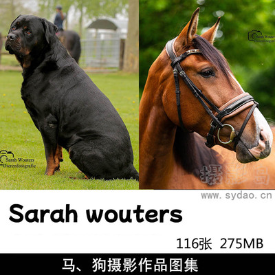 116张骏马马匹、宠物狗写真摄影作品图集欣赏，摄影师Sarah wouters作品集图片素材